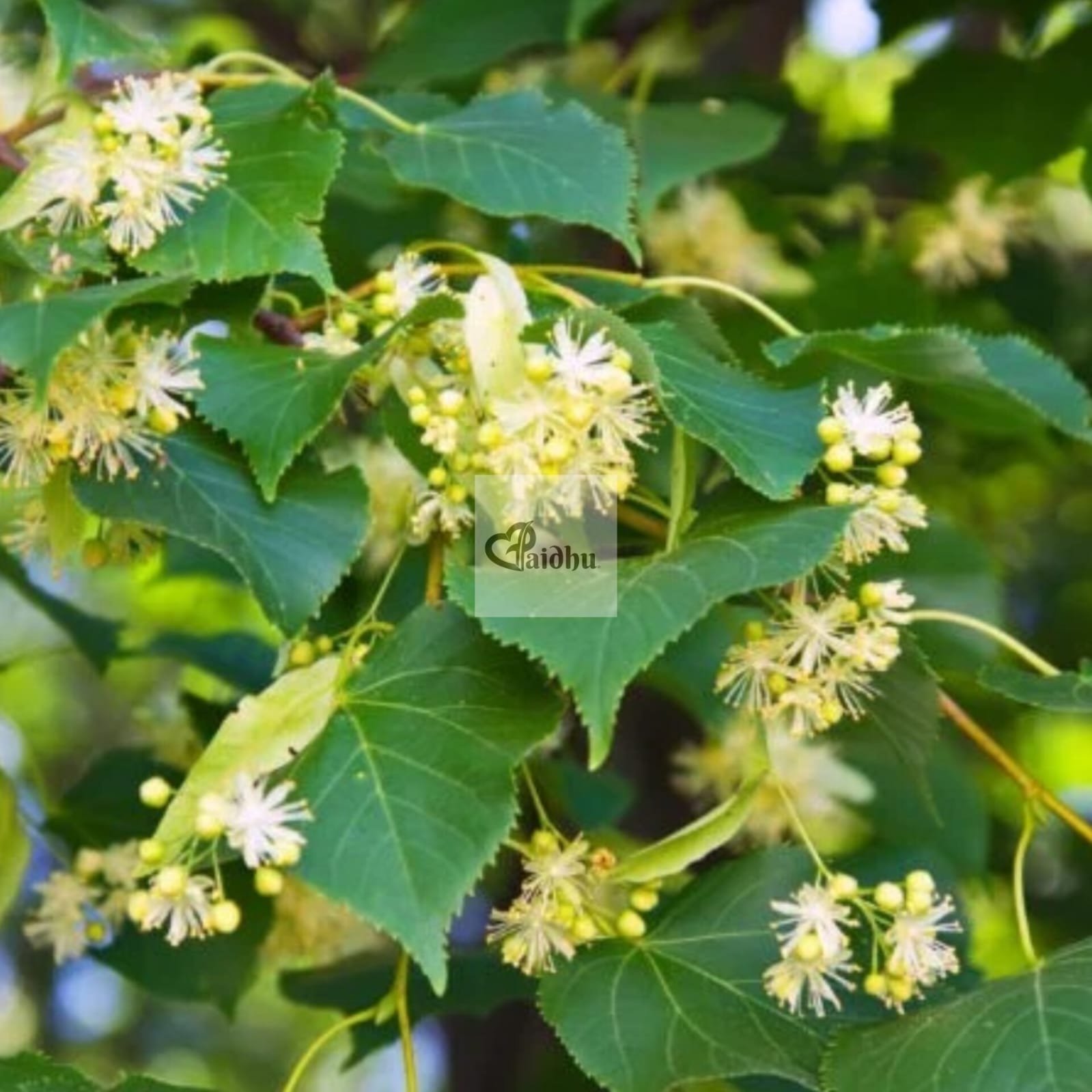 Neem Flowers: The Unsung Heroes of Flavor and Health!