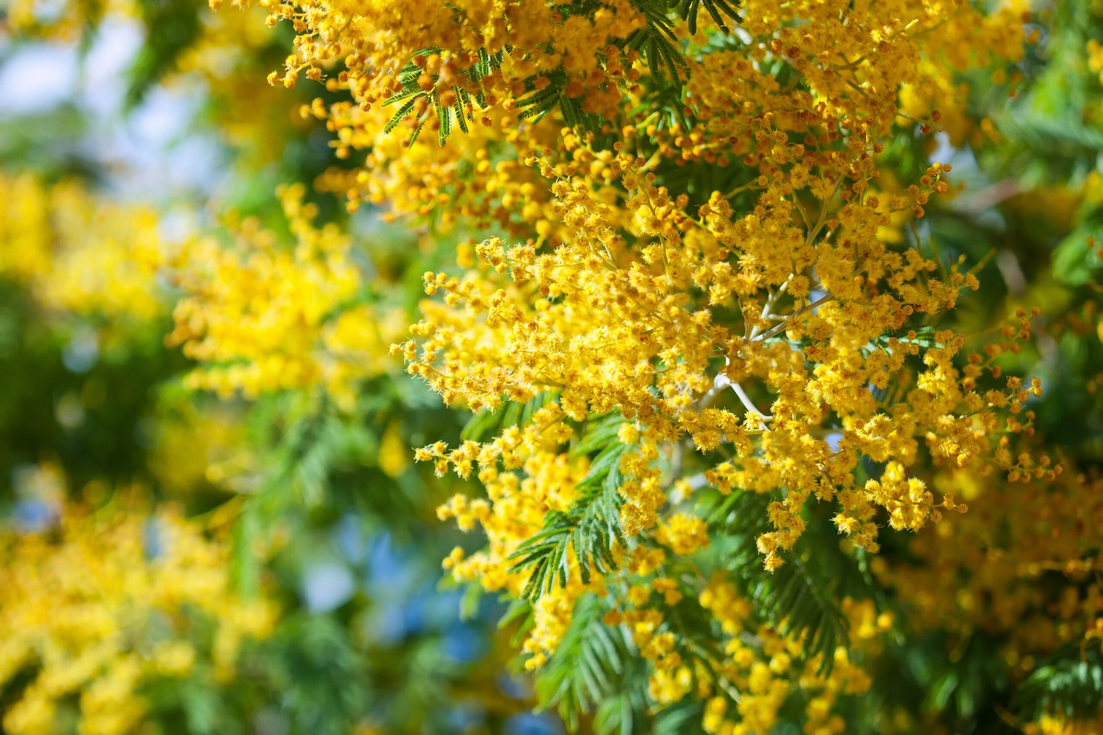 Golden Blooms and Timeless Tales: The Story of the Golden Shower Tree