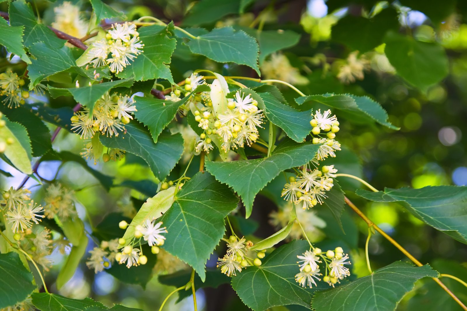 Can Neem Flowers Help with Hormonal Imbalance? The Answer Everyone’s Missing