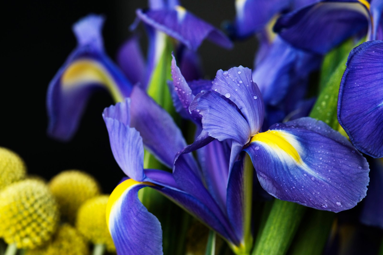 Can Blue Pea Flower Help with Cognitive Decline?
