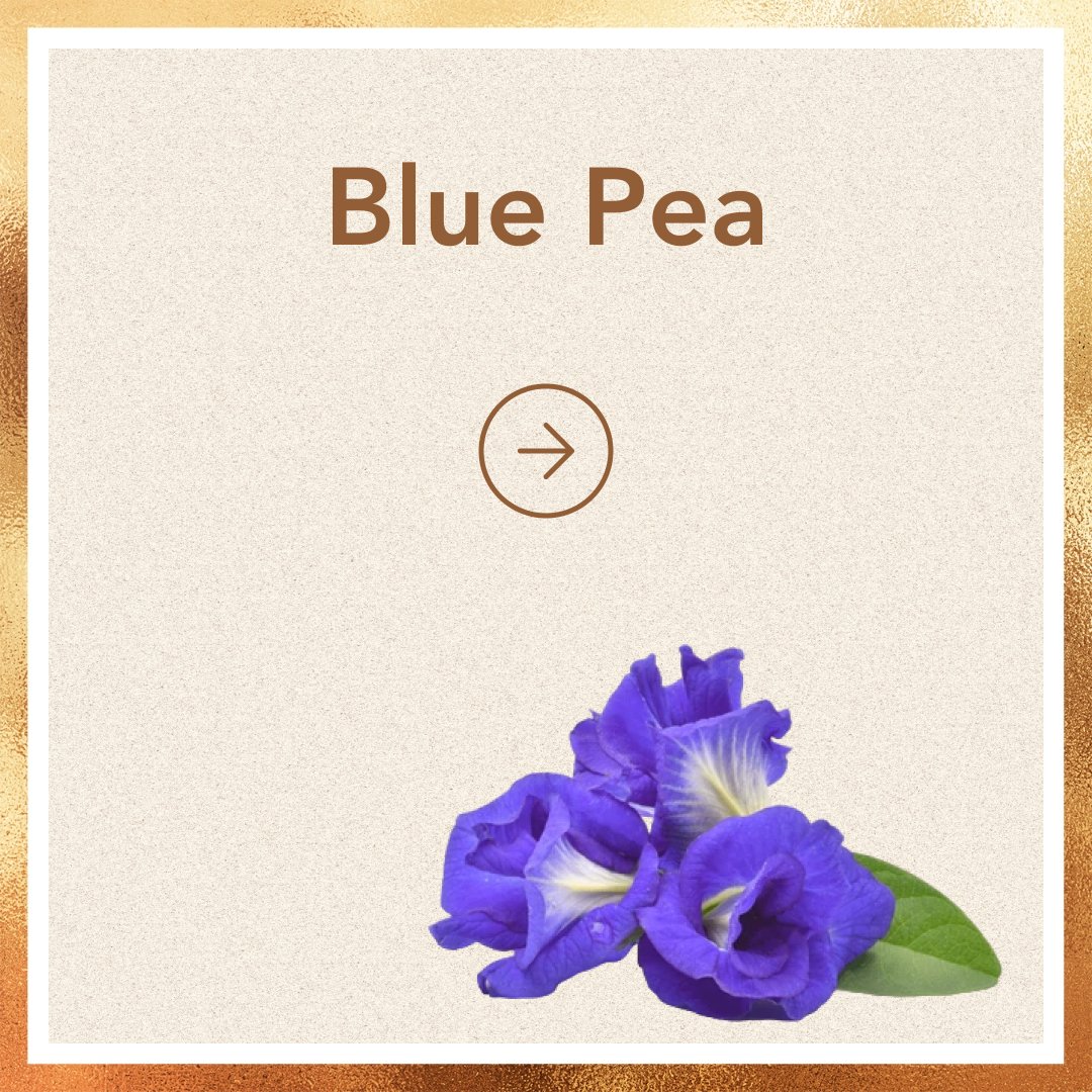 Blue Pea