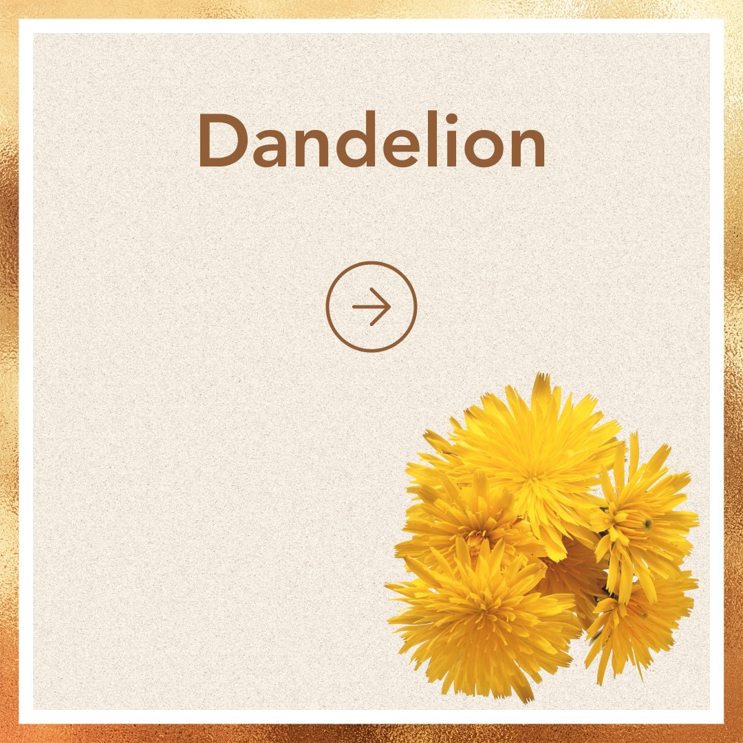Dandelion