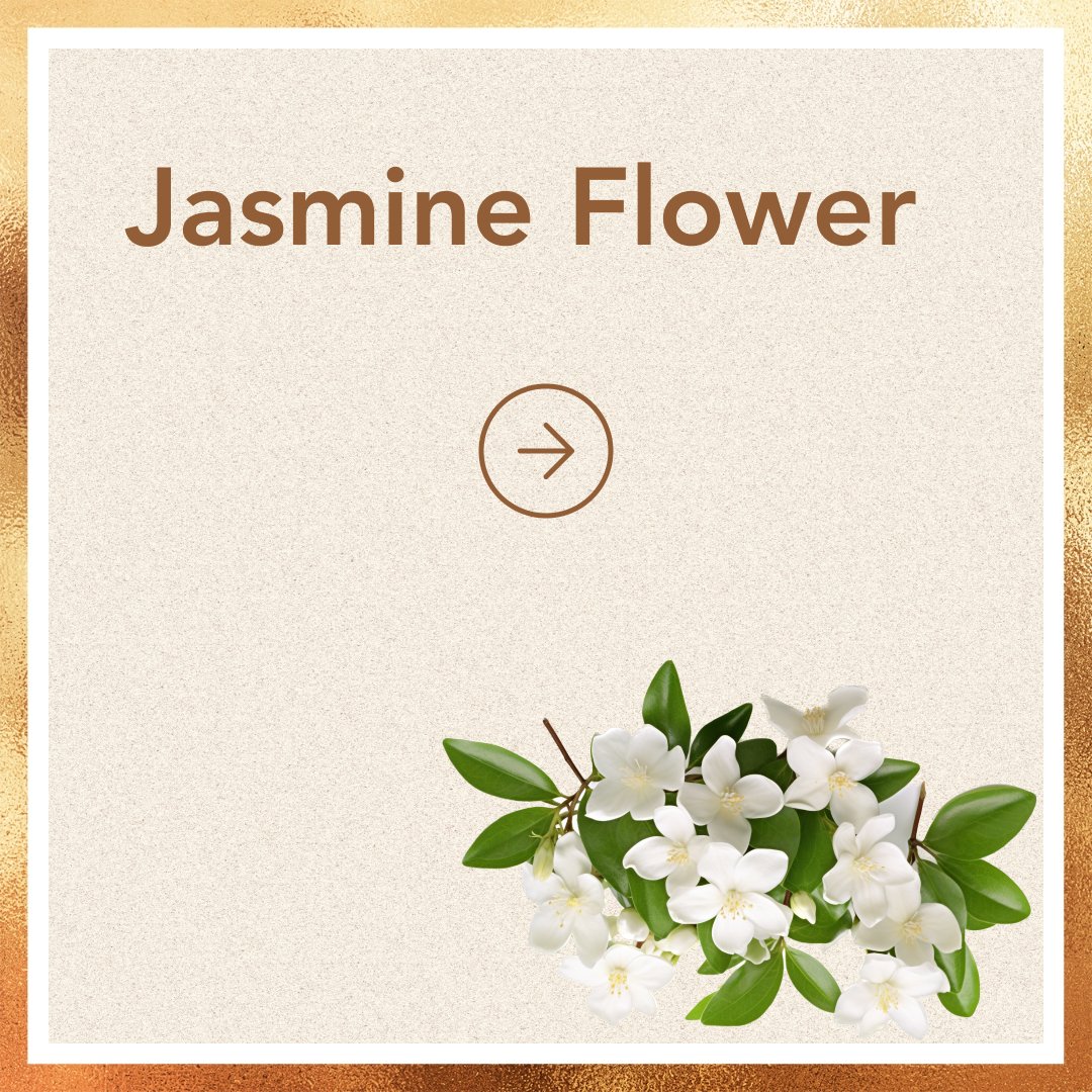 Jasmine Flower