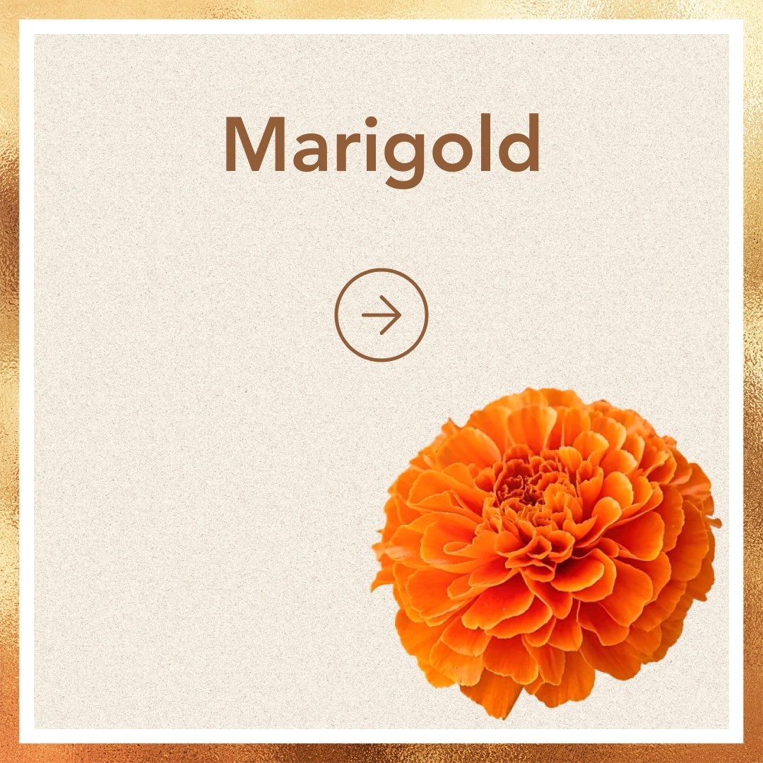 Marigold